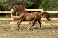 Arabian Horses for sale in Tuscola County, MI, USA. price: NA