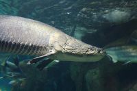 Arapaima Fishes for sale in Perumbavoor, Kerala, India. price: 30000 INR