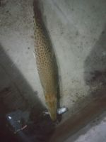 Arapaima Fishes for sale in Kozhikode, Kerala, India. price: 12000 INR