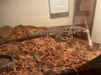 Argentine Black and White Tegu Reptiles for sale in 2311 Hagerman Rd, Conroe, TX 77384, USA. price: NA
