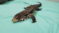 Argentine Black and White Tegu Reptiles for sale in Gray, TN 37615, USA. price: NA