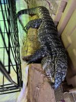 Argentine Black and White Tegu Reptiles for sale in Sacramento, CA, USA. price: NA