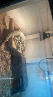 Argentine Black and White Tegu Reptiles for sale in Clarksville, TN, USA. price: NA