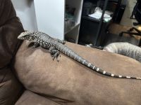 Argentine Black and White Tegu Reptiles for sale in Lancaster, OH 43130, USA. price: $300