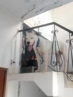 Argentine Dogo Puppies Photos