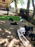 Argentine Dogo Puppies for sale in Alvord, TX 76225, USA. price: NA