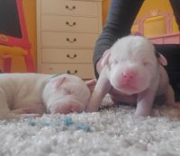 Argentine Dogo Puppies for sale in Belgrade, ME, USA. price: NA