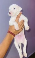 Argentine Dogo Puppies for sale in Delhi, India. price: 30000 INR