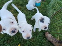 Argentine Dogo Puppies for sale in Gobles, MI 49055, USA. price: NA