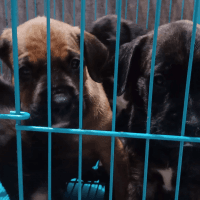 Argentine Dogo Puppies for sale in Jyotikuchi, Guwahati, Assam, India. price: 15000 INR