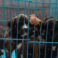 Argentine Dogo Puppies Photos