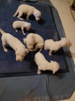 Argentine Dogo Puppies for sale in Indore, Madhya Pradesh, India. price: 50000 INR