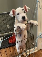 Argentine Dogo Puppies for sale in Perth Amboy, NJ 08861, USA. price: NA
