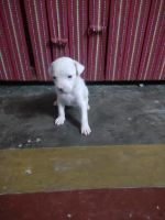 Argentine Dogo Puppies for sale in Haridwar, Uttarakhand, India. price: 25000 INR