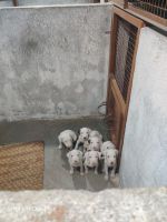 Argentine Dogo Puppies for sale in Gardi, Maharashtra 415311, India. price: 25000 INR