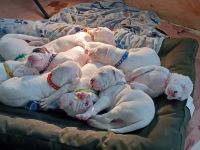 Argentine Dogo Puppies for sale in San Diego, CA, USA. price: NA
