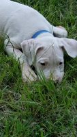 Argentine Dogo Puppies for sale in Mt Pleasant, TX 75455, USA. price: $500