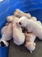 Argentine Dogo Puppies for sale in Palmerton, PA, USA. price: $1,500