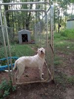 Argentine Dogo Puppies for sale in Hancock County, GA, USA. price: $1,500