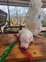 Argentine Dogo Puppies for sale in Strawberry, Arkansas. price: $2,500