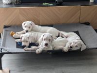 Argentine Dogo Puppies for sale in Mt. Washington, Kentucky. price: $1,500