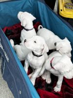 Argentine Dogo Puppies for sale in Houston, Texas. price: $2,000
