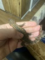 Armadillo Lizard Reptiles for sale in Colorado Springs, CO, USA. price: NA