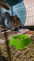 Ashy Chinchilla Rat Rodents for sale in Arlington, VA, USA. price: NA