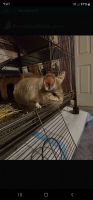 Ashy Chinchilla Rat Rodents for sale in Gulfport, Mississippi. price: NA