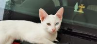 Asian Cats for sale in Mulanthuruthy, Kerala 682314, India. price: NA