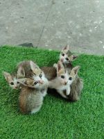 Asian Cats for sale in Arekere, Bengaluru, Karnataka, India. price: NA