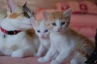 Asian Cats for sale in 412307, Manjari Rd, Manjri, Manjari Budruk, Pune, Maharashtra 412307, India. price: 100 INR