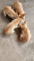 Asian Cats Photos