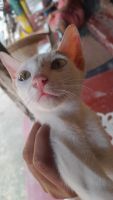 Asian Cats for sale in Balikhand, Odisha 756166, India. price: 2,000 INR