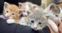 Asian Cats for sale in San Diego, CA 92105, USA. price: $100