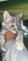 Asian Cats for sale in 3536 Dothan Dr, Modesto, CA 95357, USA. price: $20