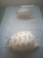 Asian Forest Tortoise Reptiles for sale in Baton Rouge, Louisiana. price: $150,200