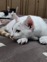 Asian Semi-Longhair Cats Photos