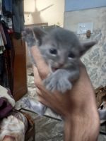 Asian Semi-Longhair Cats for sale in Sector 2, Faridabad, Haryana 121004, India. price: NA