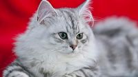 asian semi longhair cat