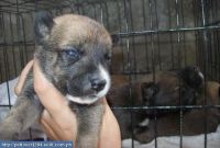 Askal Puppies for sale in Atlanta, GA, USA. price: $300