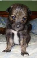 Askal Puppies for sale in Atlanta, GA, USA. price: $250