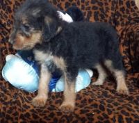 Askal Puppies for sale in US-1, Jacksonville, FL, USA. price: $850