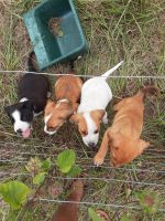 Askal Puppies for sale in Seminary, MS 39479, USA. price: $50