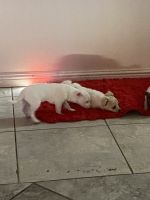 Atlas Terrier Puppies for sale in North Las Vegas, NV 89032, USA. price: NA