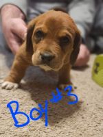 Atlas Terrier Puppies for sale in Rice Lake, WI, USA. price: $200