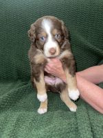 Aussie Doodles Puppies for sale in Mobile County, AL, USA. price: NA