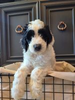 Aussie Doodles Puppies for sale in TX-29, Georgetown, TX, USA. price: NA
