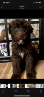 Aussie Doodles Puppies for sale in Green Cove Springs, FL 32043, USA. price: NA