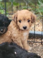 Aussie Doodles Puppies for sale in Petersburg, TN 37144, USA. price: NA